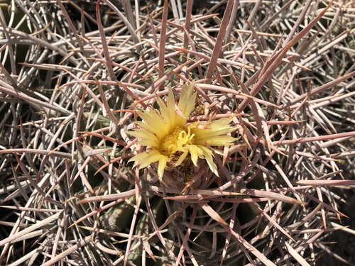 Cottontop Cactus