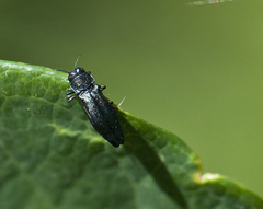 Agrilus cyanescens