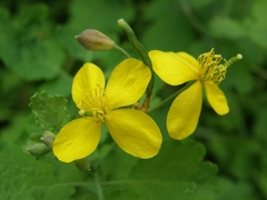 Chelidonium majus