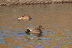 Mareca strepera strepera