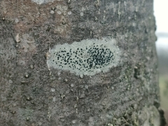 Lecidella elaeochroma