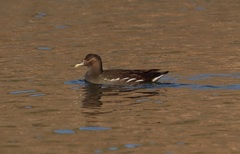 Gallinula chloropus chloropus