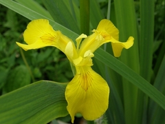 Iris pseudacorus