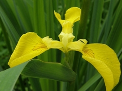Iris pseudacorus