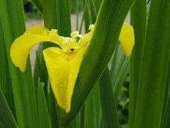 Iris pseudacorus