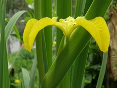 Iris pseudacorus