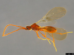 Ambositrinae