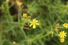 Senecio burchellii