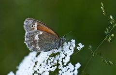 Coenonympha tullia