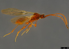 Ambositrinae