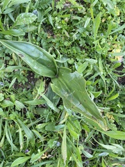 Himantoglossum robertianum