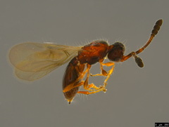 Diapriinae