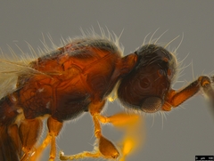 Diapriinae