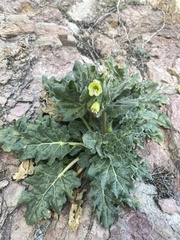 Hyoscyamus albus