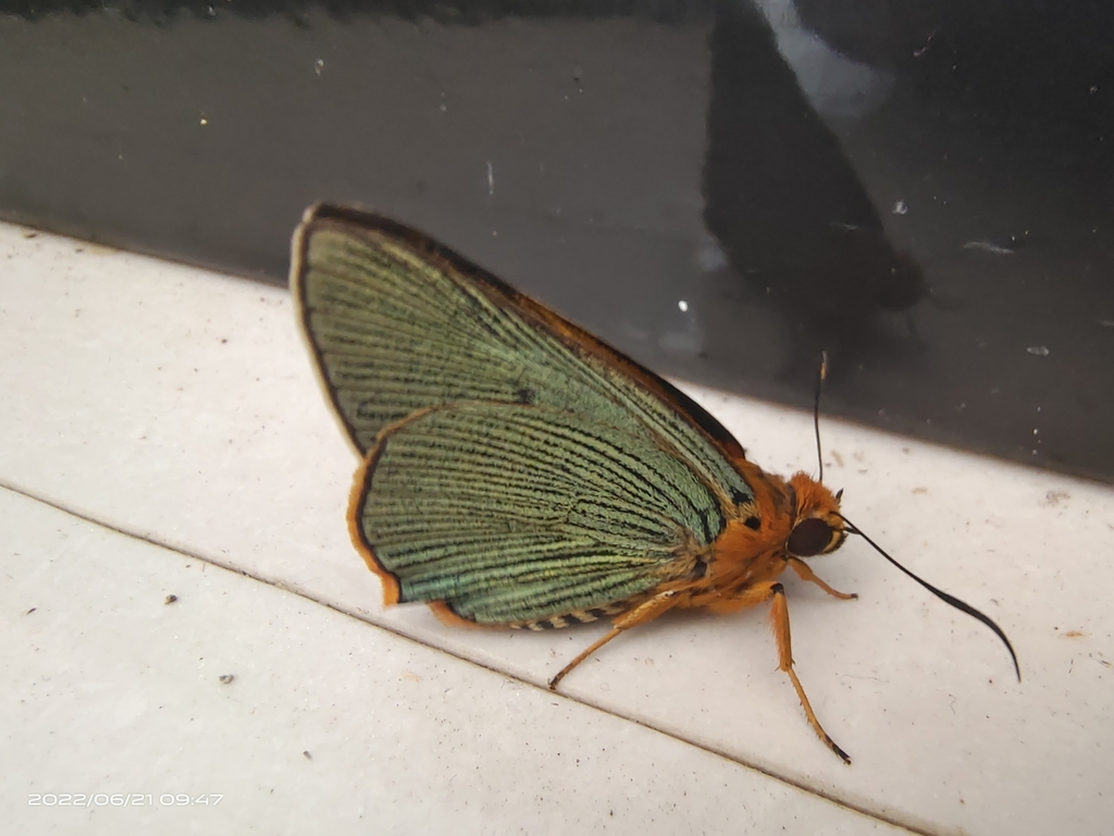 Burara striata
