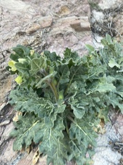 Hyoscyamus albus