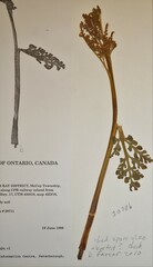 Botrychium pseudopinnatum
