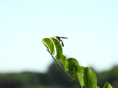 Mischocyttarus drewseni