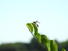 Mischocyttarus drewseni