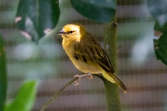 Ploceus castaneiceps