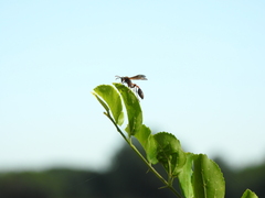 Mischocyttarus drewseni