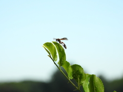 Mischocyttarus drewseni