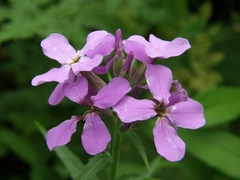Hesperis