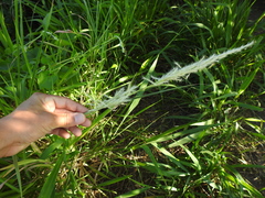 Bothriochloa