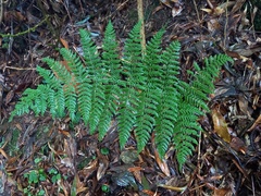 Dryopteris maderensis