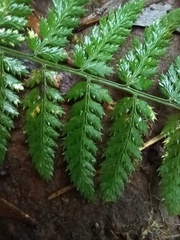 Dryopteris maderensis