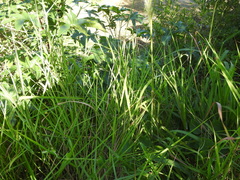 Bothriochloa