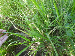 Bothriochloa