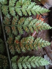 Dryopteris maderensis