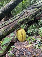 Theobroma cacao