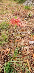 Lycoris