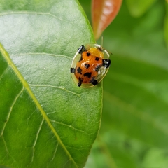 Aspidimorpha punctum
