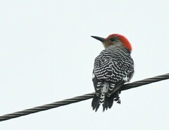 Melanerpes carolinus