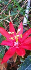 Coccinea