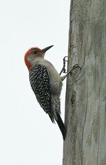 Melanerpes carolinus