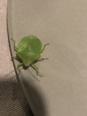 Nezara viridula