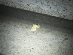 Rivula sericealis