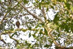 Nisaetus kelaarti