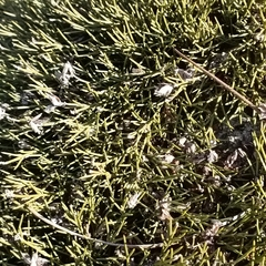 Echinospartum ibericum