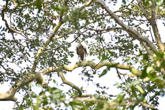 Nisaetus kelaarti
