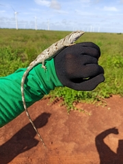 Polychrus acutirostris