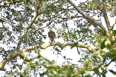 Nisaetus kelaarti