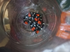 Micrurus lemniscatus