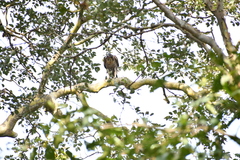 Nisaetus kelaarti