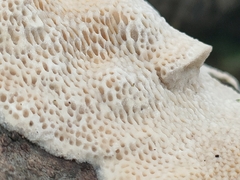 Datronia mollis