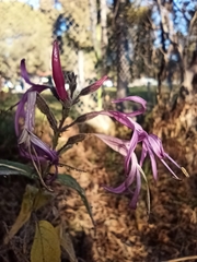 Anisacanthus puberulus